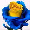 diana4kany